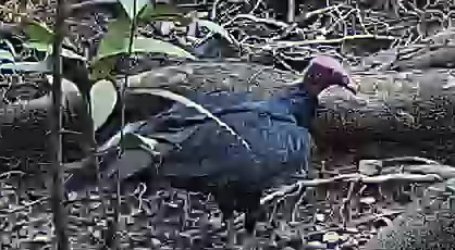 Turkey Vulture