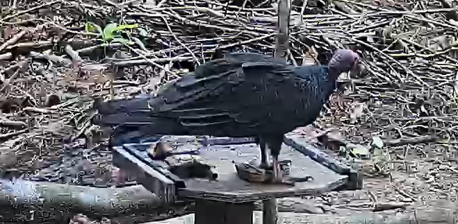 Turkey Vulture