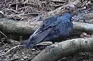Satin Bowerbird