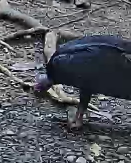 Turkey Vulture