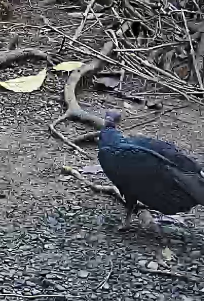 Black Vulture
