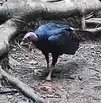 Black Vulture