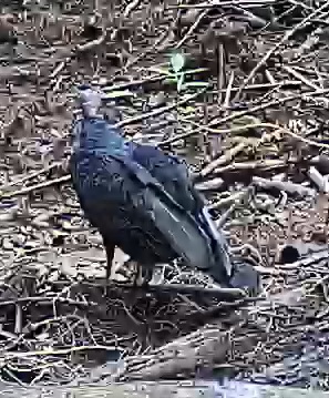 Black Vulture