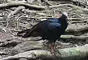 Black Vulture