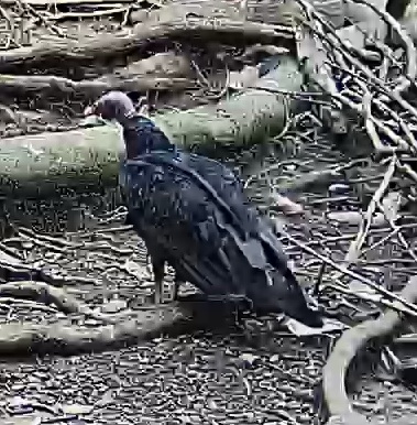 Turkey Vulture