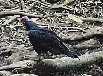 Turkey Vulture