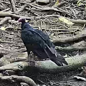 Turkey Vulture