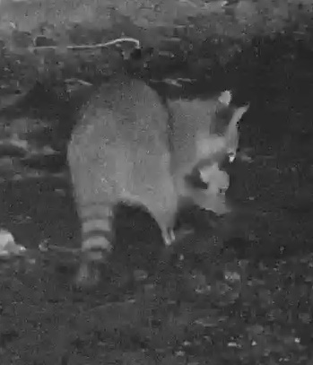 Common Raccoon