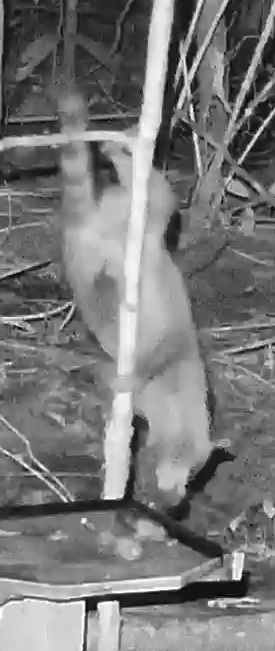 Crab-eating raccoon