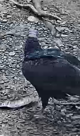 Black Vulture