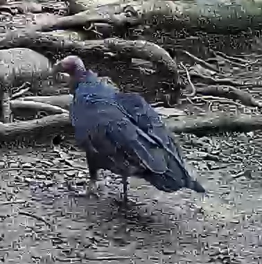 Turkey Vulture