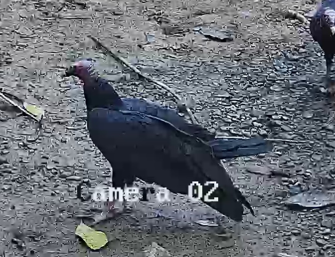 Turkey Vulture