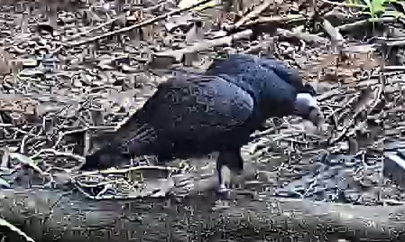 Black Vulture