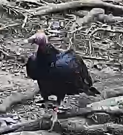 Turkey Vulture