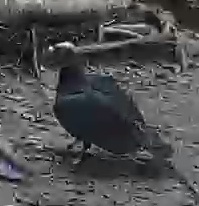Turkey Vulture