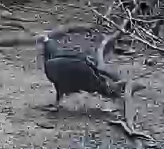 Turkey Vulture