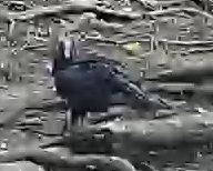 Turkey Vulture
