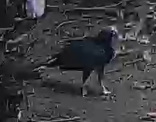 Turkey Vulture