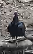 Turkey Vulture