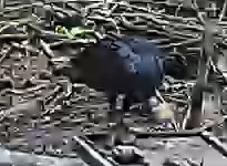 Turkey Vulture