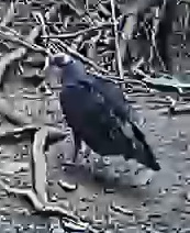 Turkey Vulture