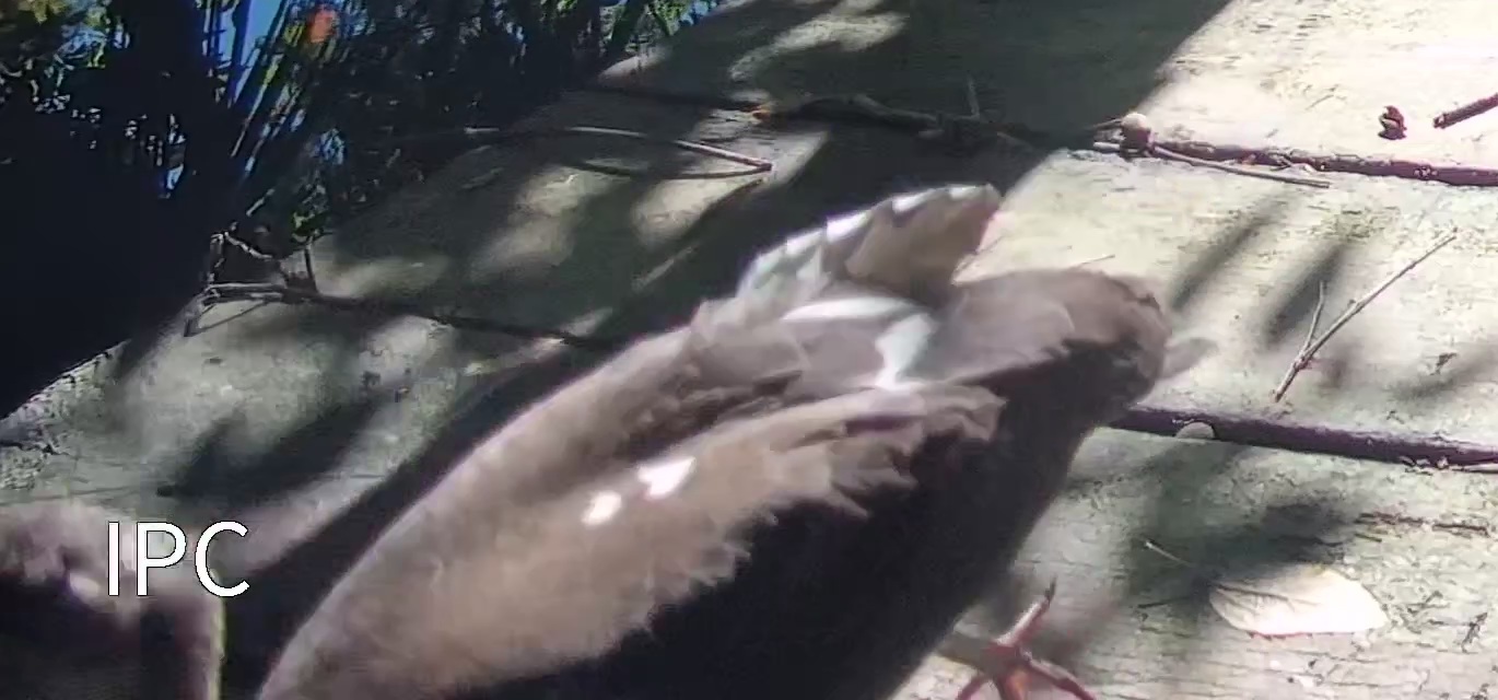 American White Ibis