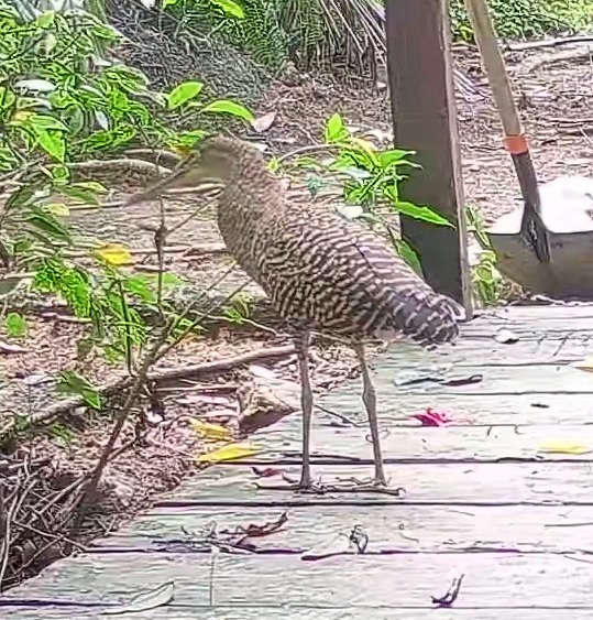 Fasciated Tiger-Heron
