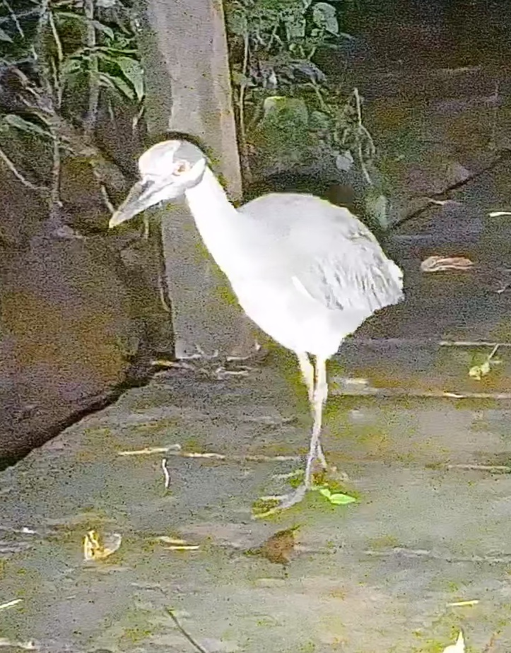 Yellow-crowned Night-Heron