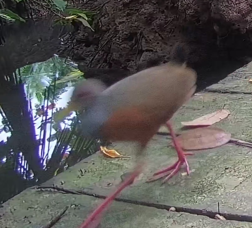 Gray-cowled Wood-Rail