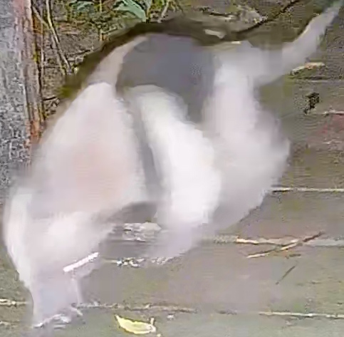 Northern tamandua