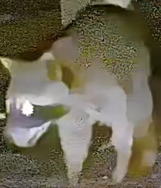 Crab-eating raccoon