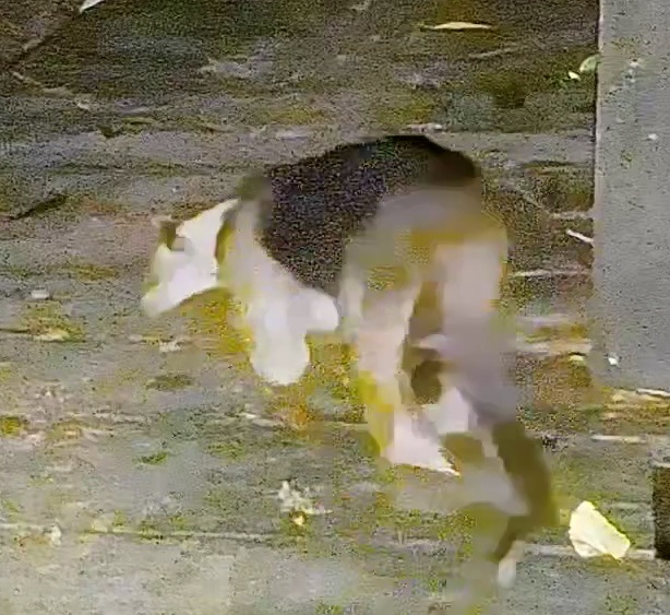 Southern tamandua