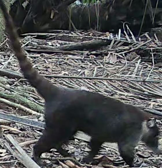 White-nosed coati