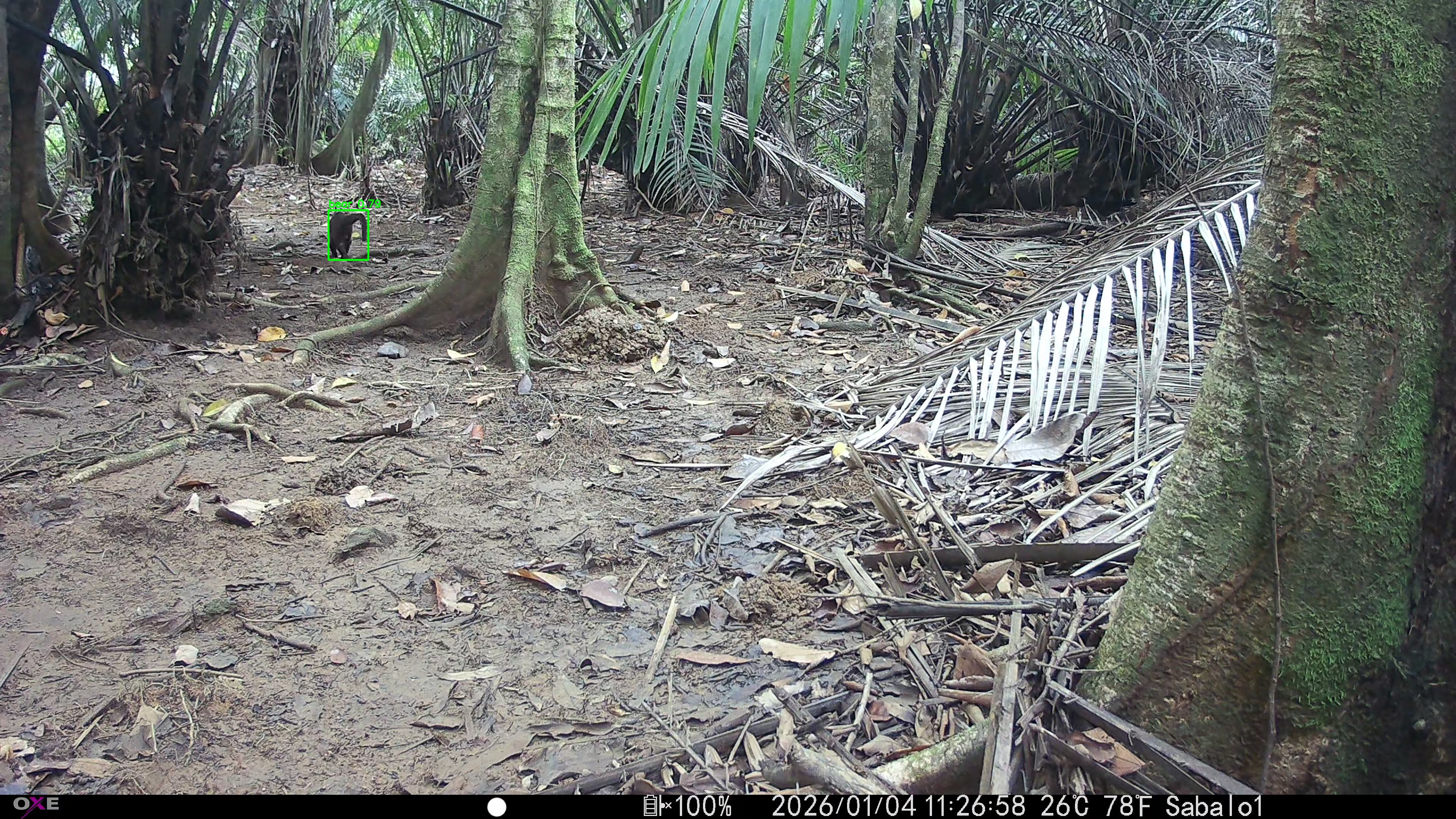 tayra