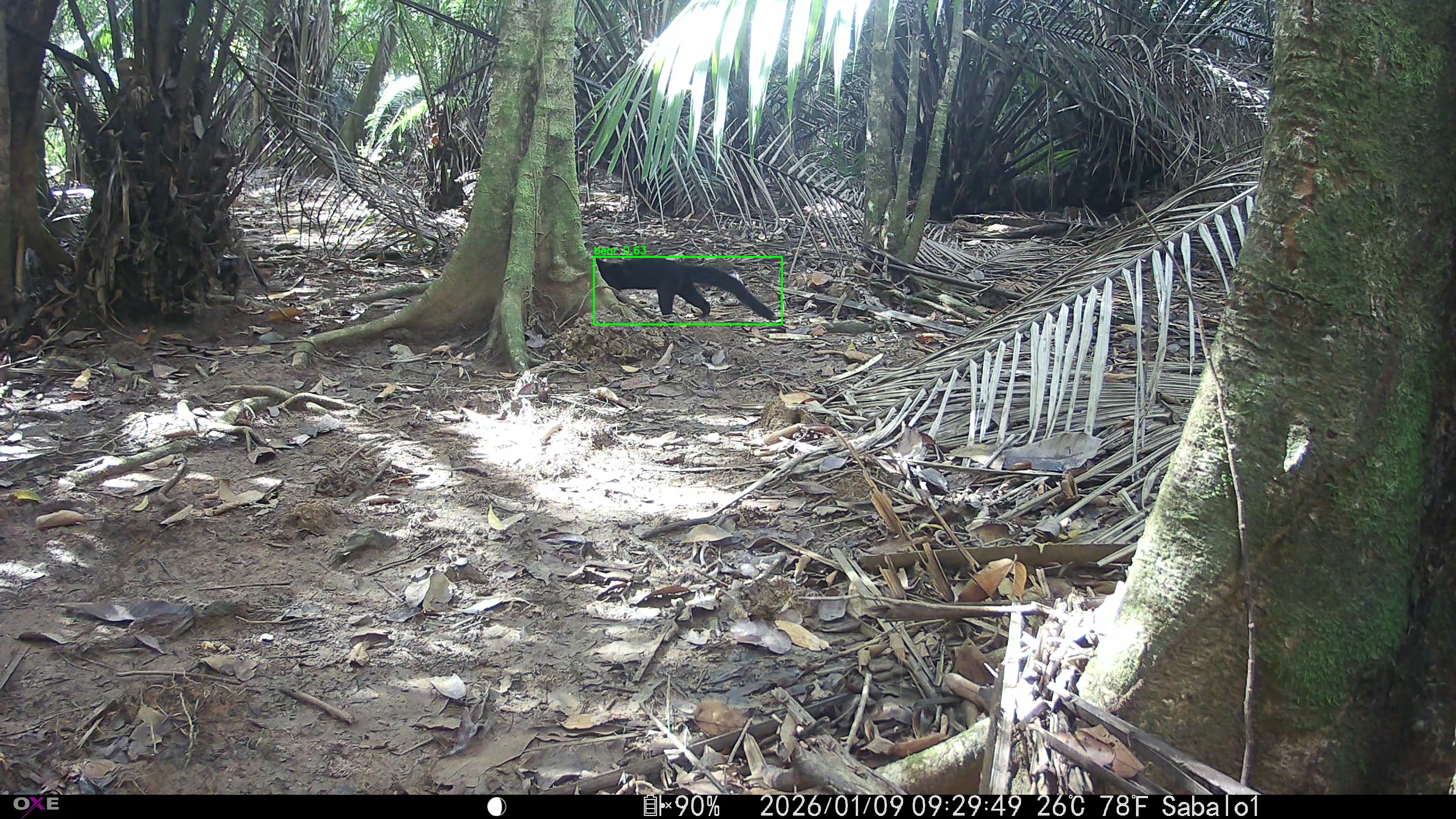 tayra