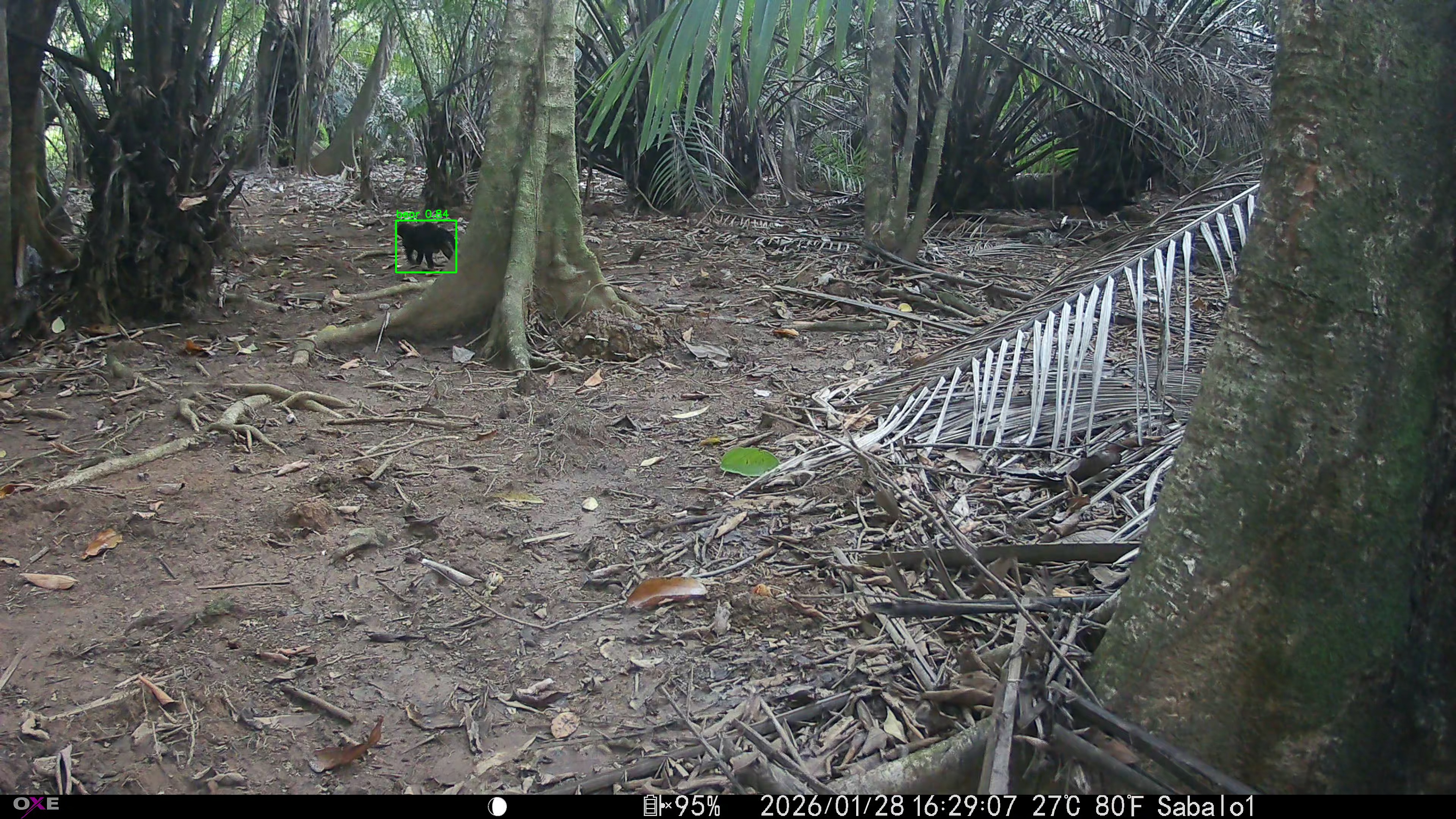 tayra