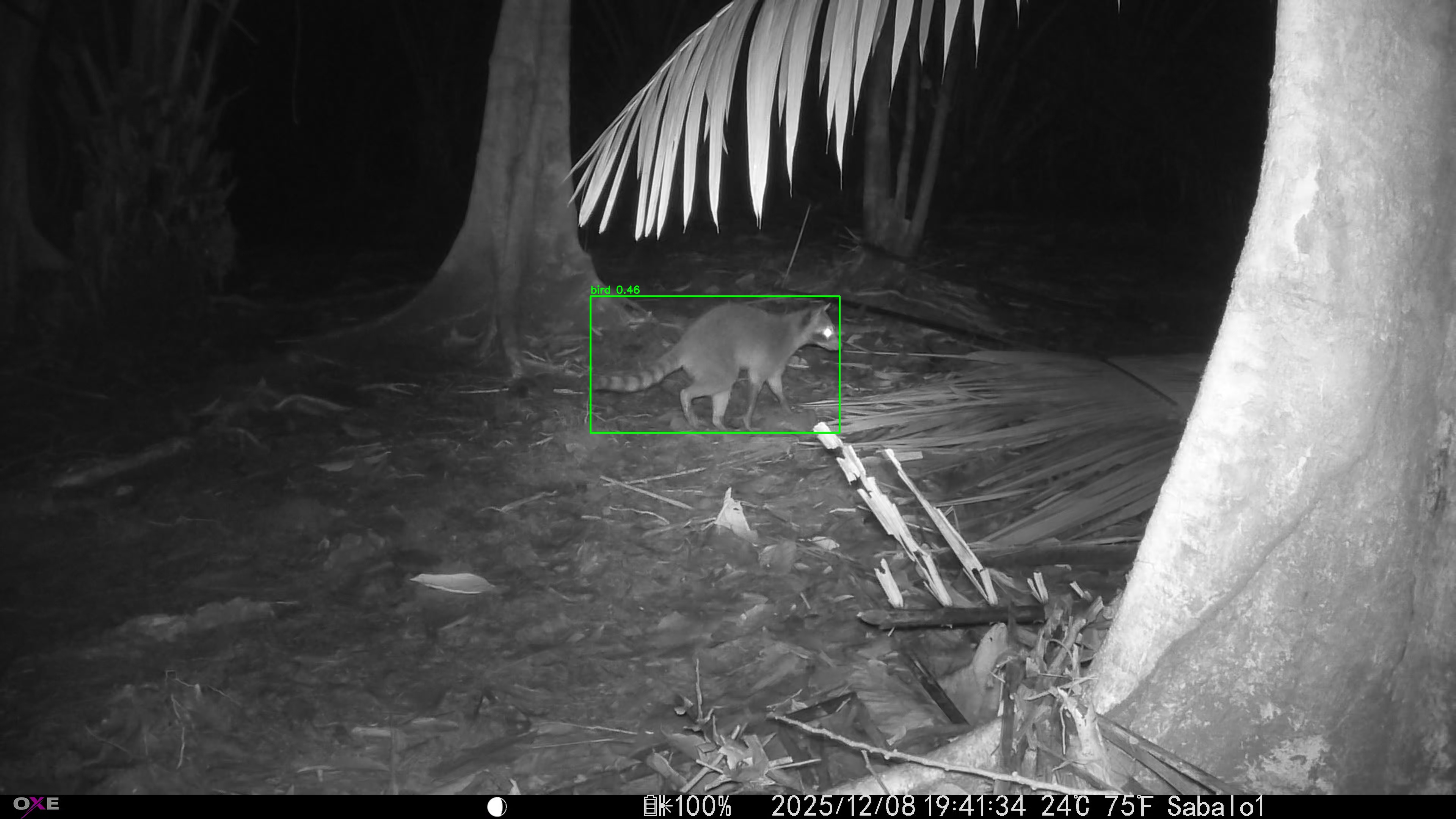 Common Raccoon