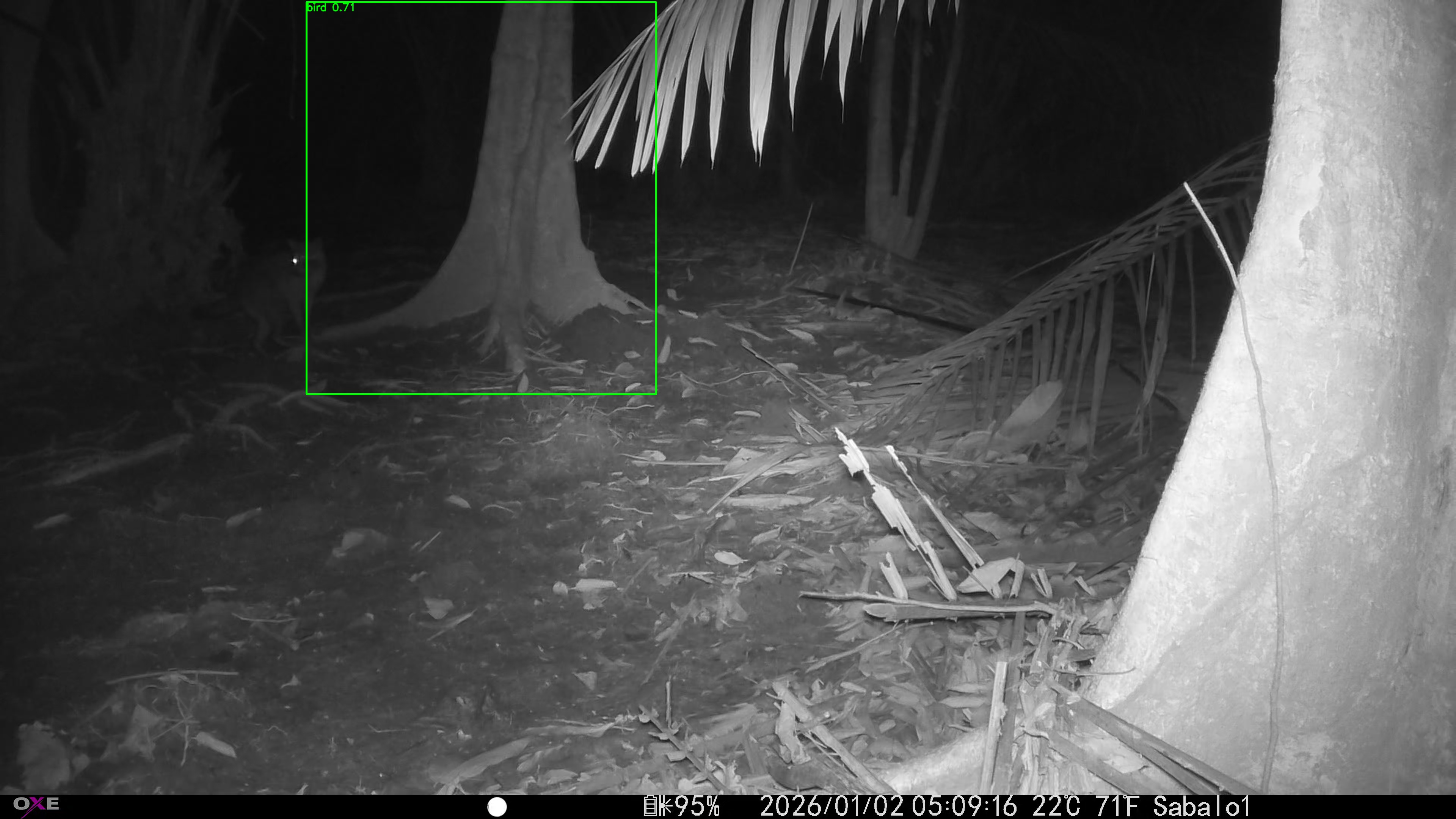 Common Raccoon