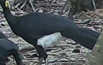 Black Curassow