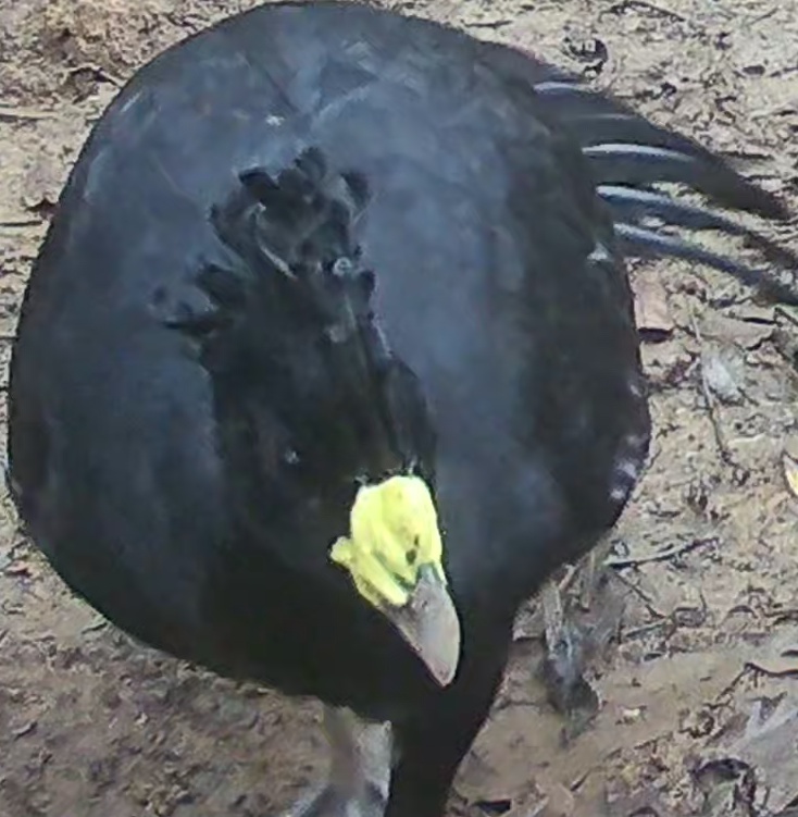 Black Curassow