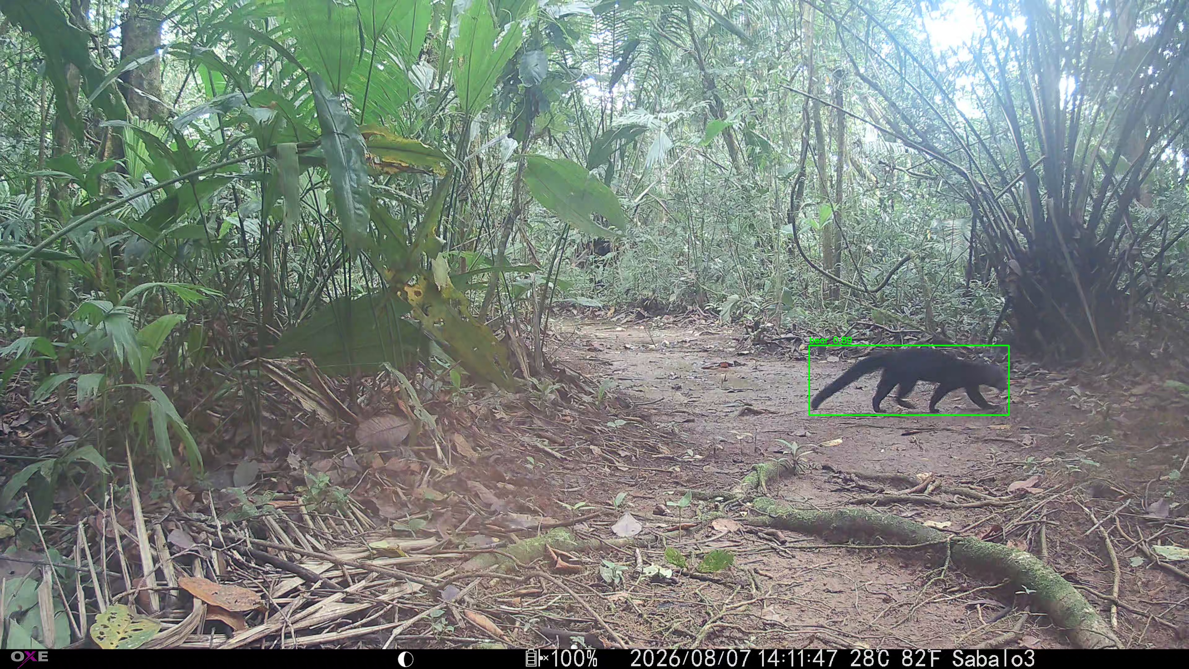 Tayra