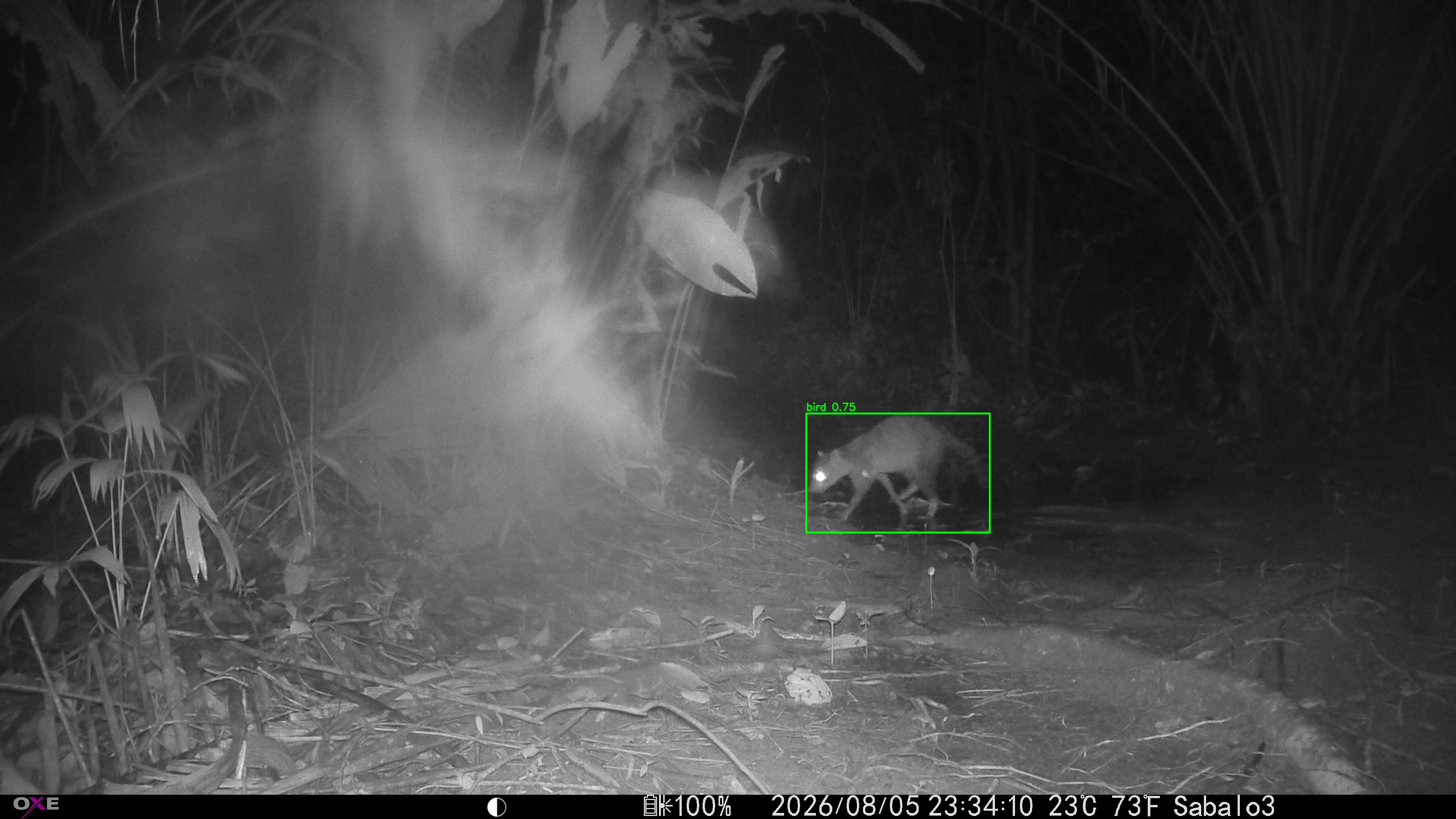 crab-eating raccoon