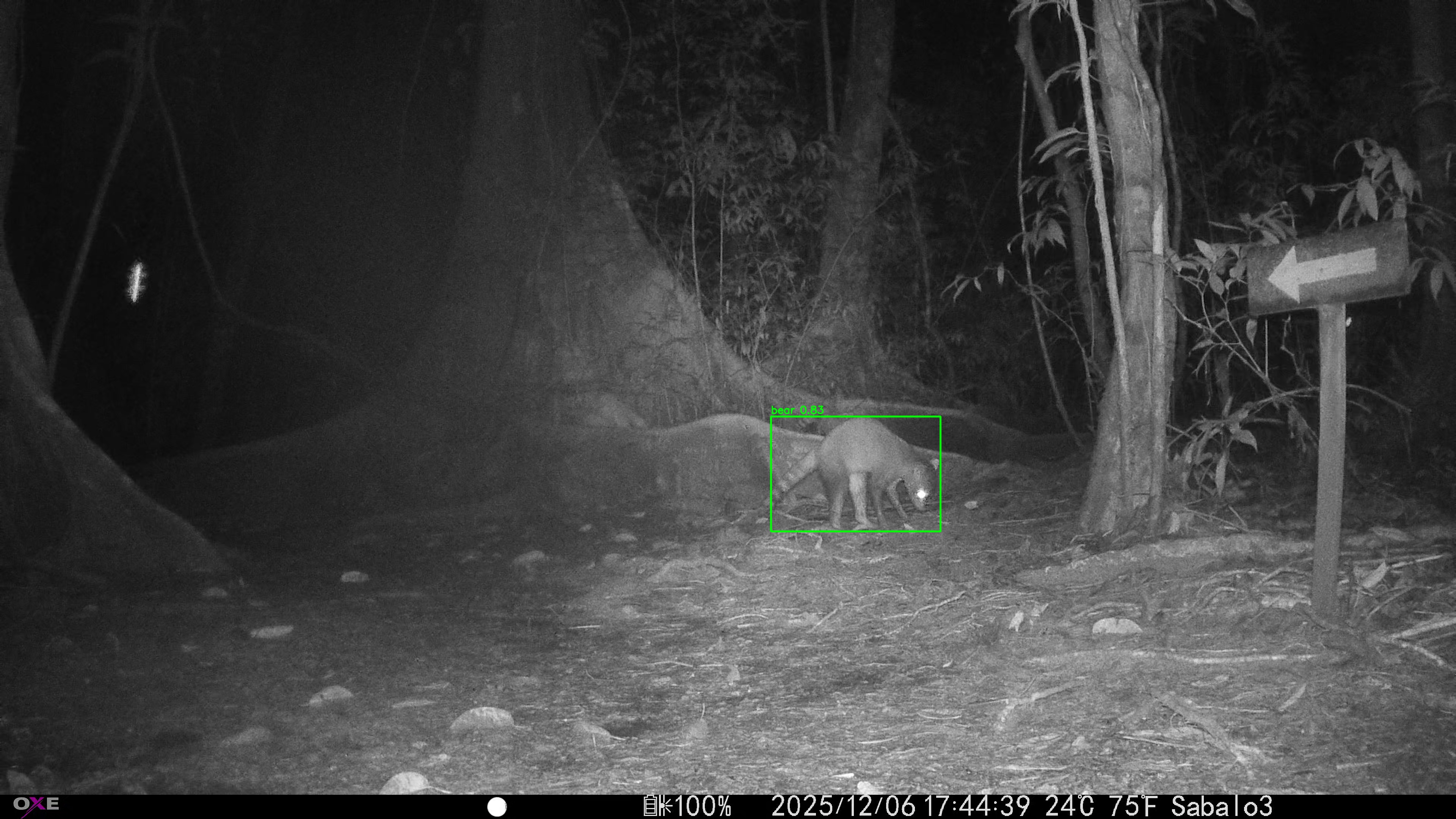 Common Raccoon