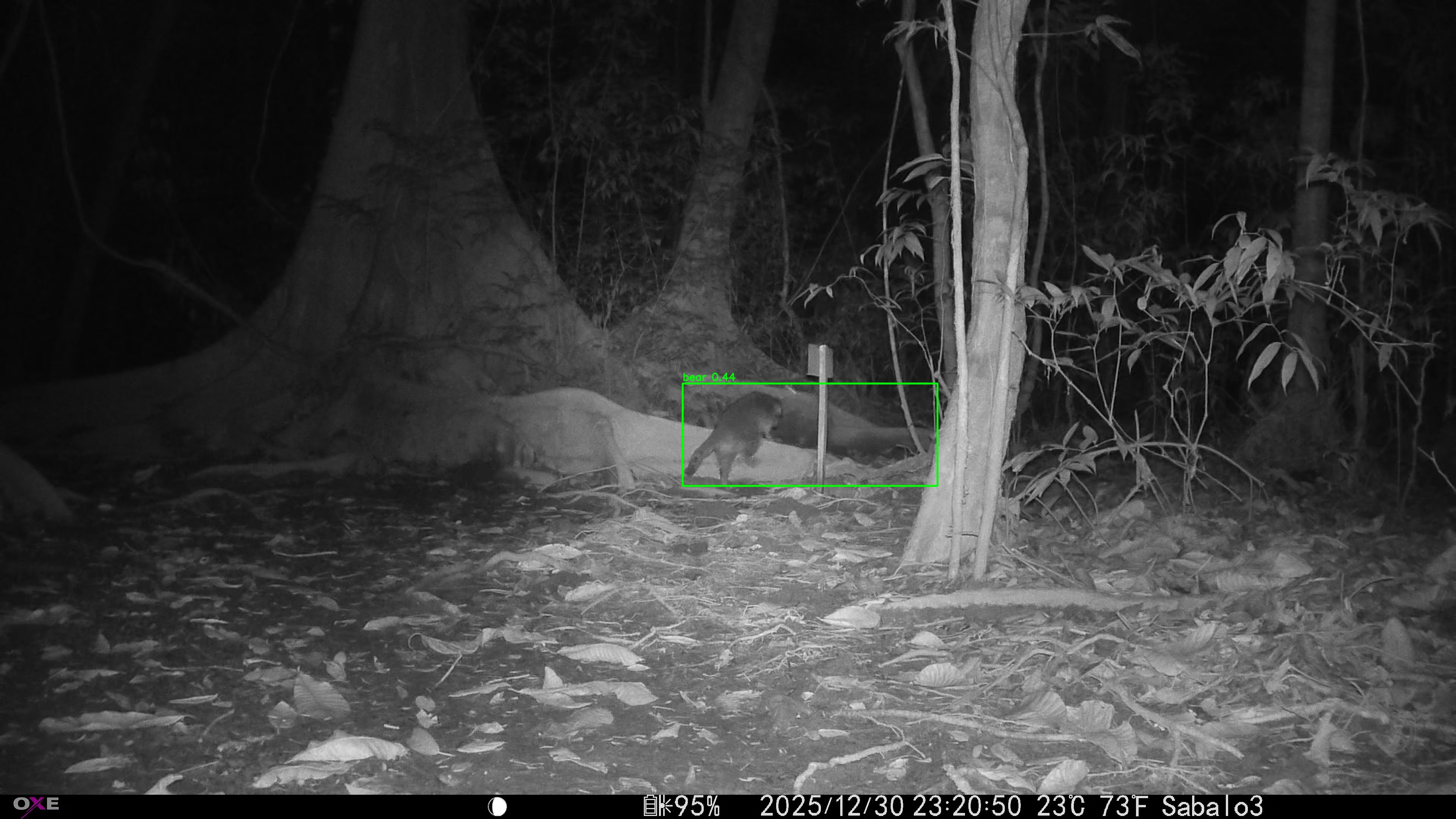 Common Raccoon