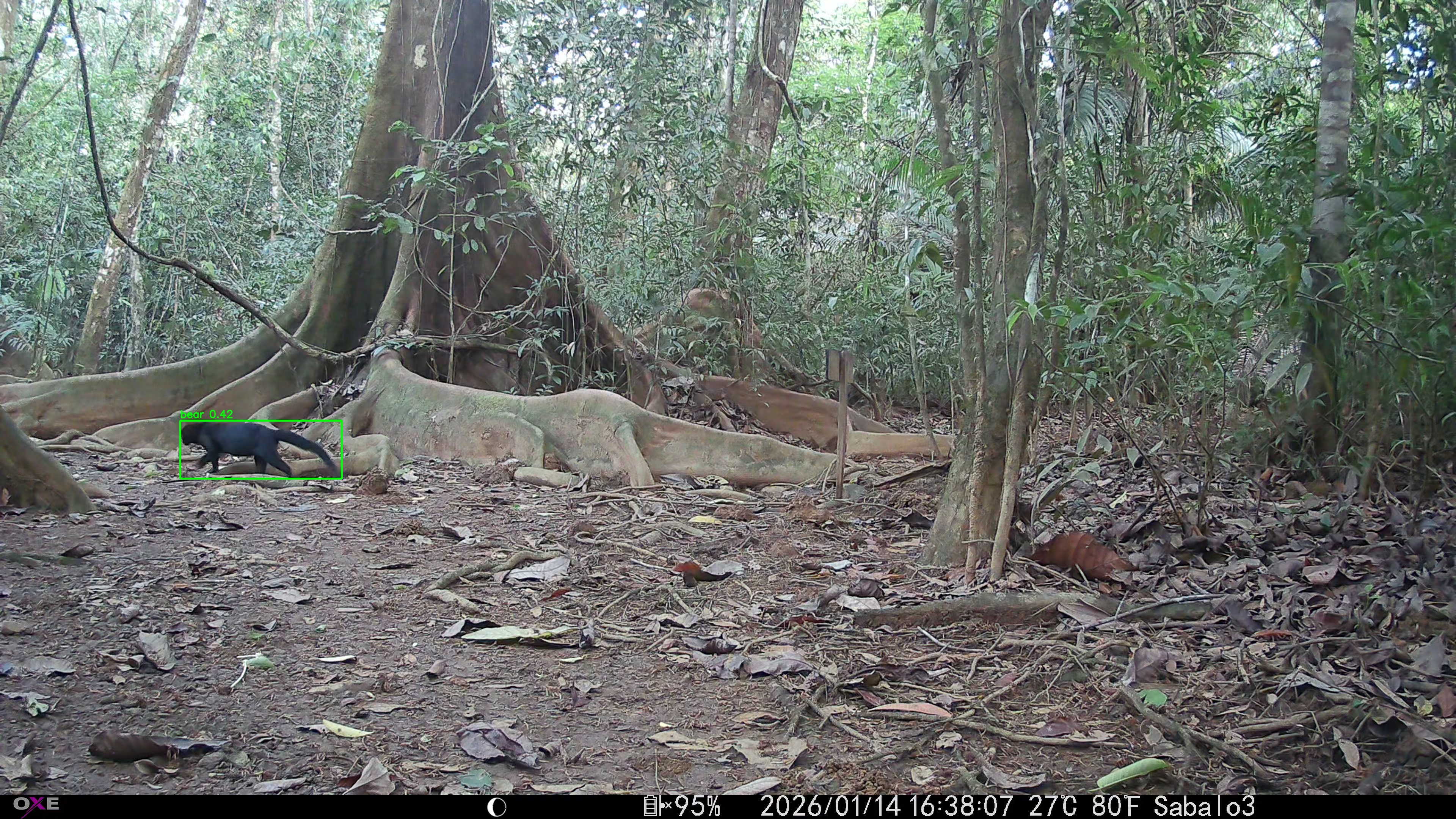 tayra