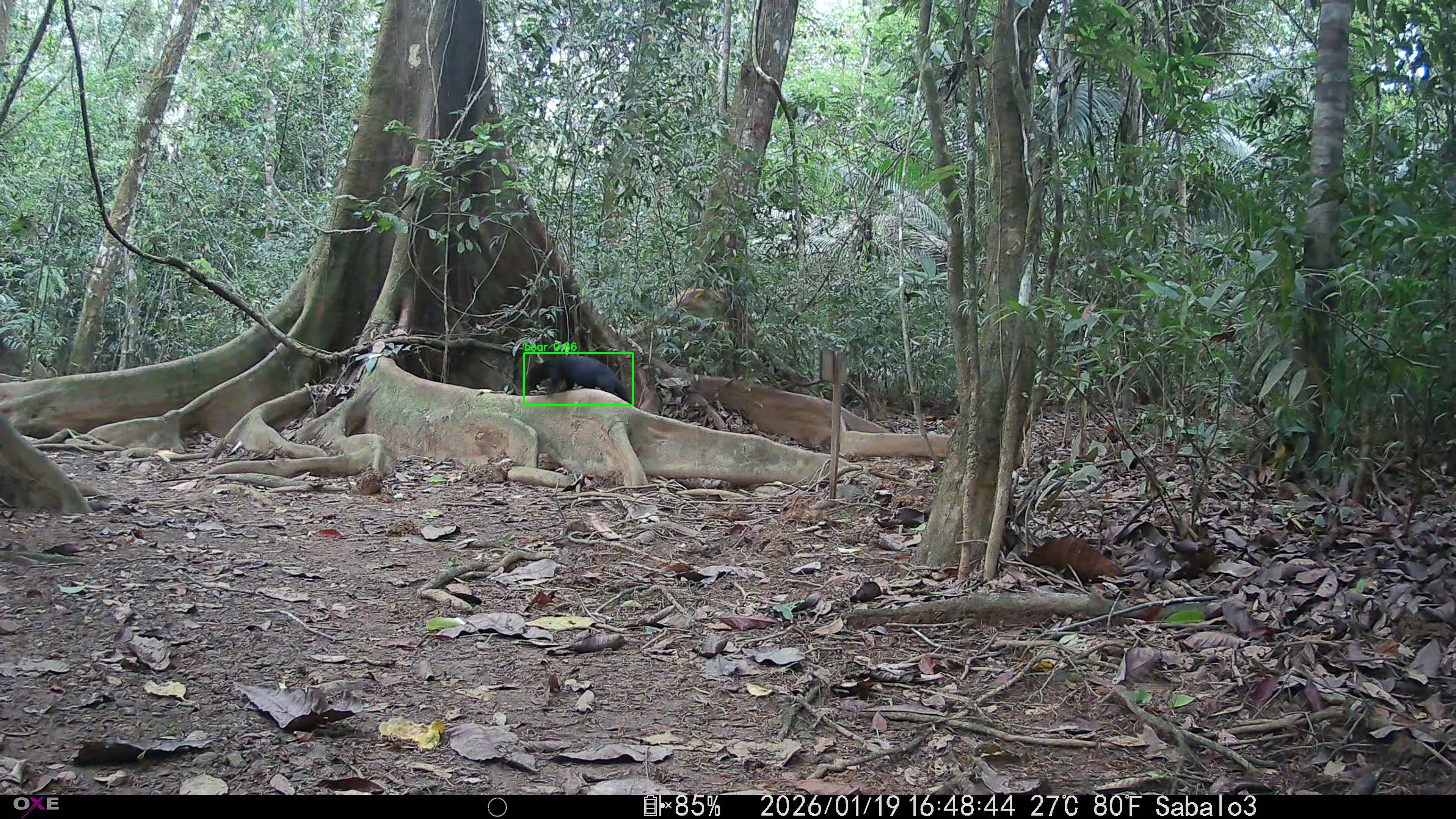 tayra