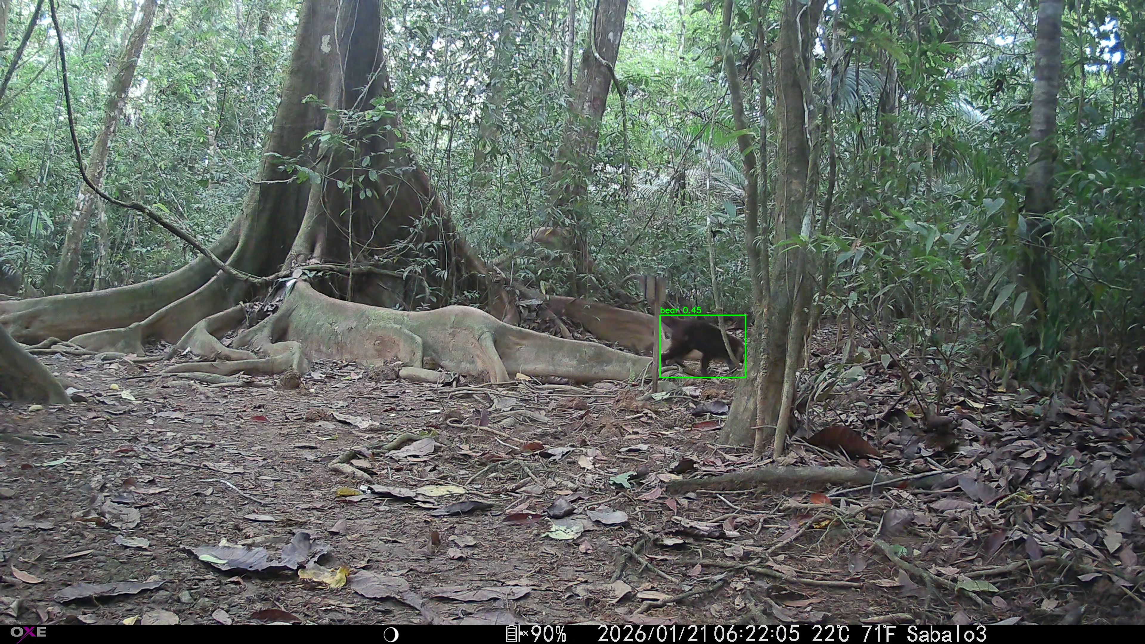White-nosed coati