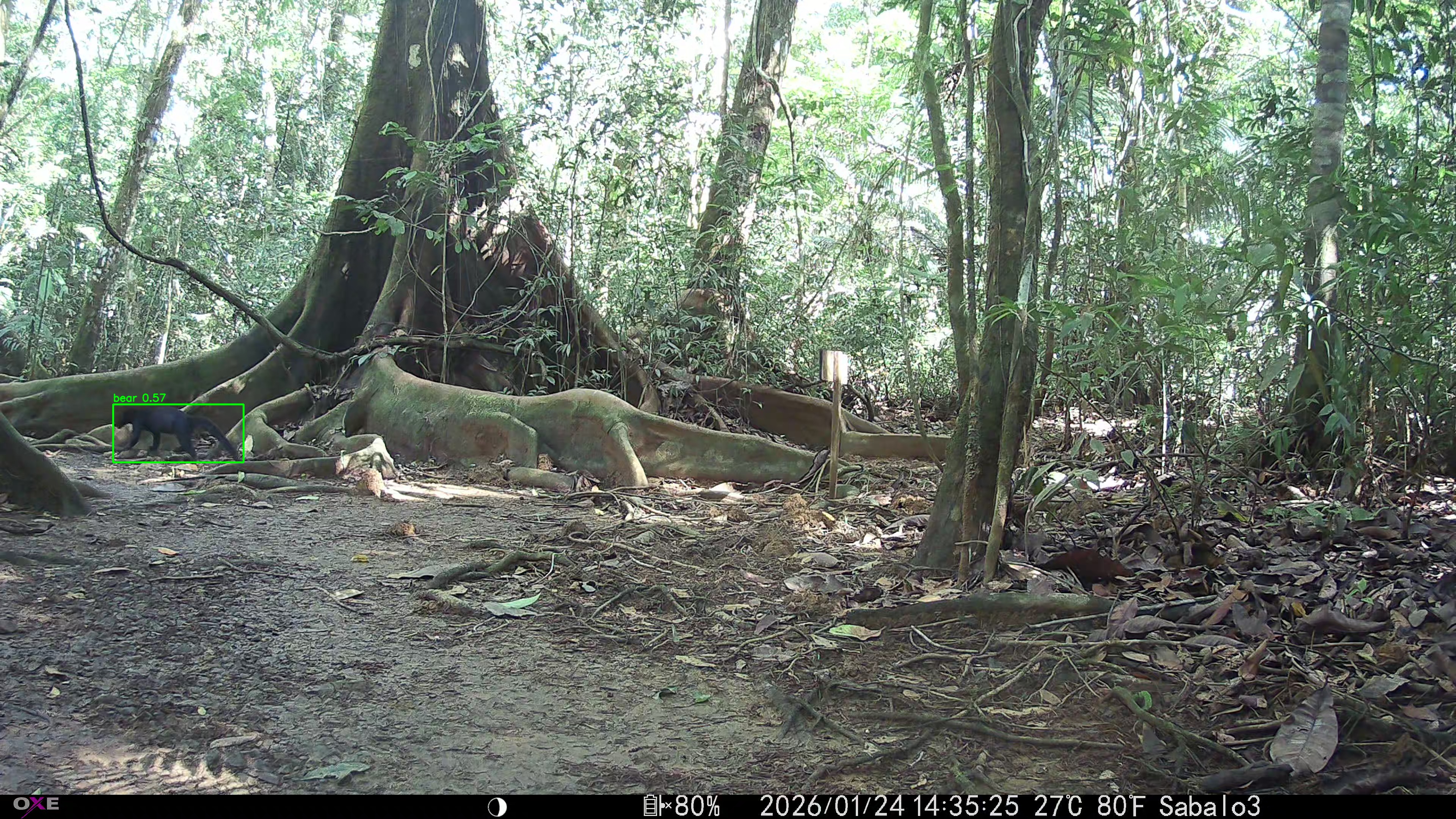 tayra