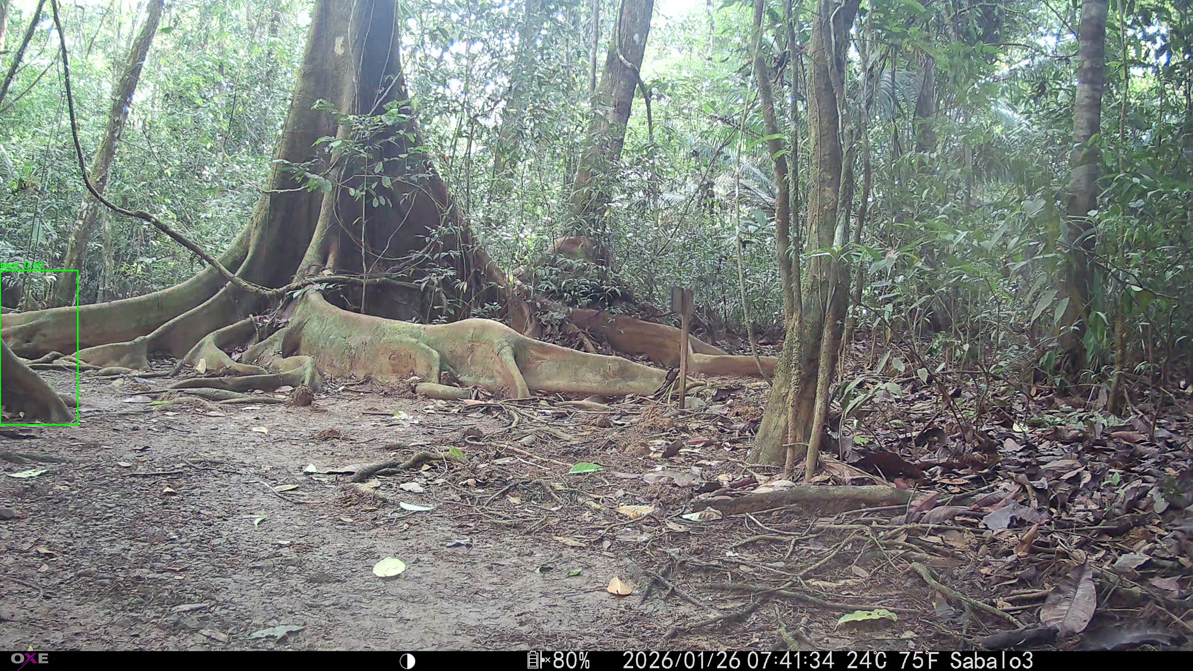tayra