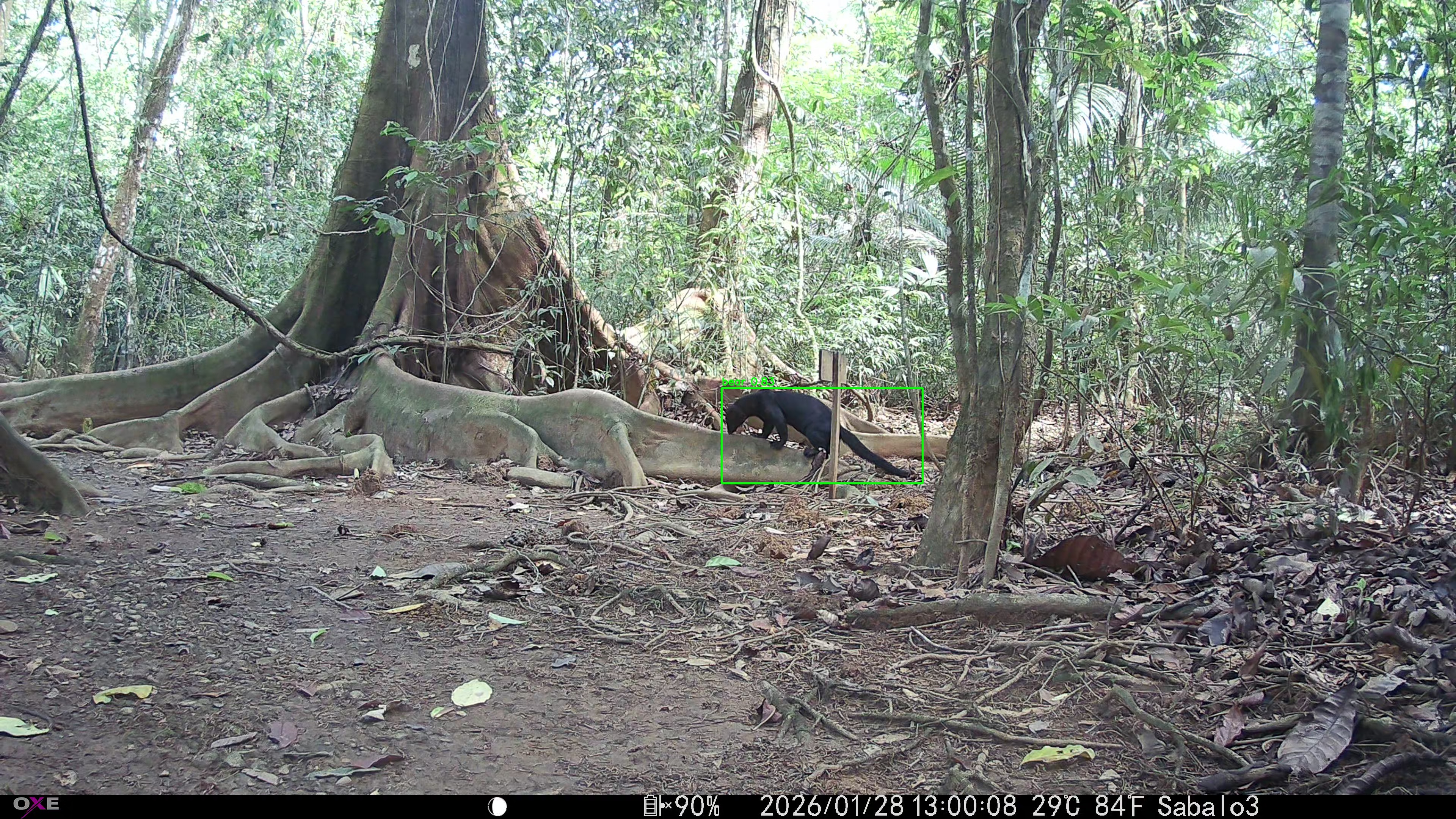 tayra
